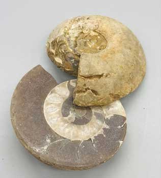 (image for) Fossils